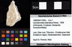 Foto (Objket + Etiketten) von Munitheites kuepperi (Fraaije et al., 2019) 